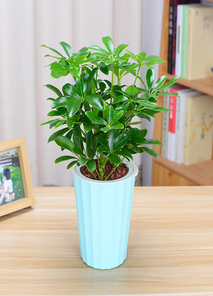 聚焦余姚专业花木租摆，畅享绿色生活