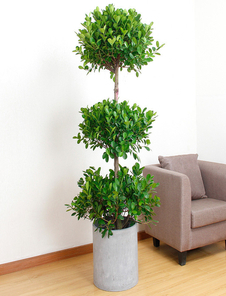 探秘鄞州植物租摆设计，解锁独特植物装饰新玩法！