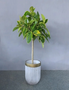 想了解宁波绿植租摆价格？这篇攻略请收好！